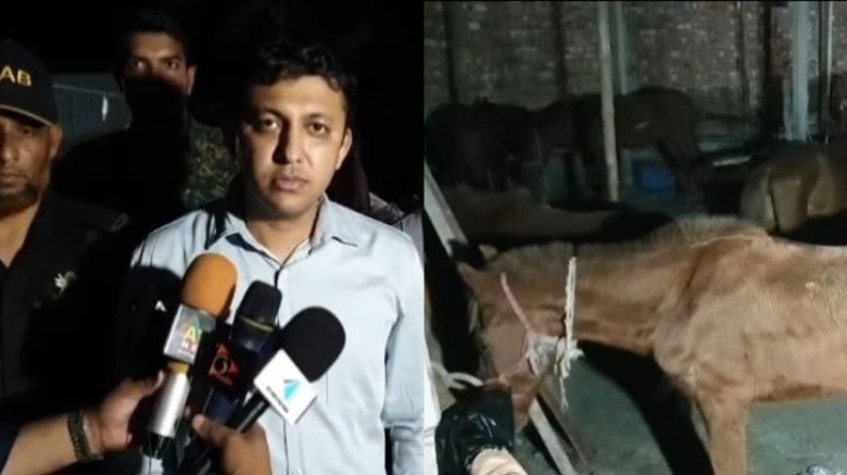 গাজীপুরে ঘোড়ার মাংস বিক্রি, মাংসসহ ৩৭ ঘোড়া জব্দ