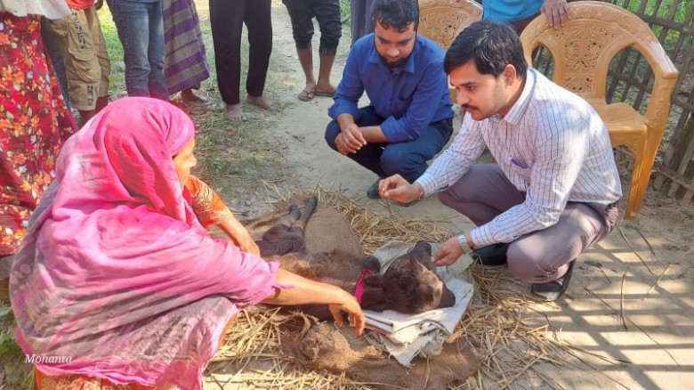 রাণীশংকৈলে দুই মাথাওয়ালা বাছুরের জন্ম, দেখতে মানুষের ভিড়