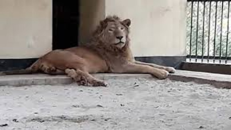 জাতীয় চিড়িয়াখানায় খাঁচার বাইরে সিংহ...