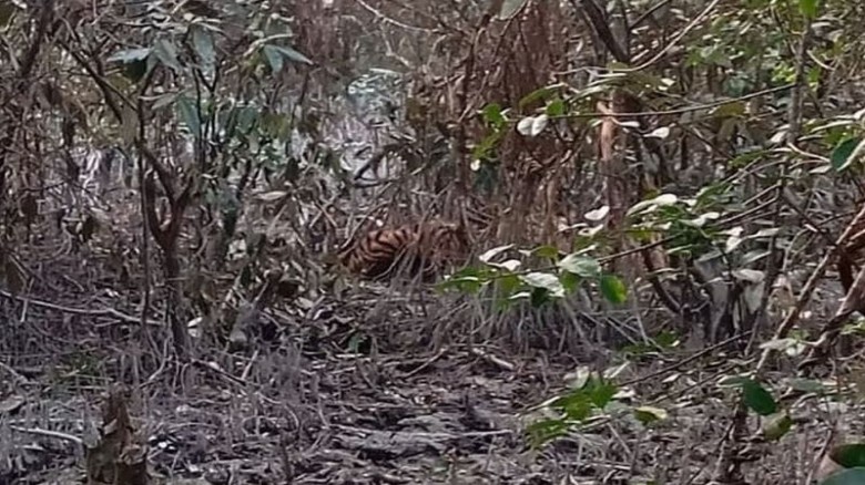 সুন্দরবনে ফাঁদে আটকে পড়েছে রয়েল বেঙ্গল টাইগার