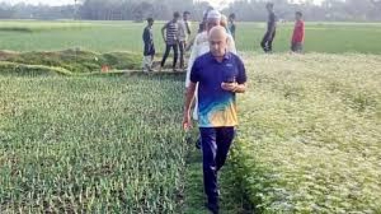 পেঁয়াজ ক্ষেতে দুর্বৃত্তের হানা, মাঠে গিয়ে এমপি হার...